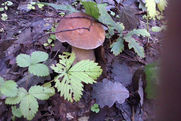 hríb dubový Boletus reticulatus Schaeff.