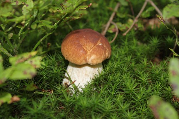 hríb Boletus sp.