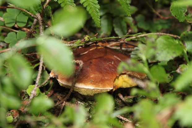 hríb Boletus sp.