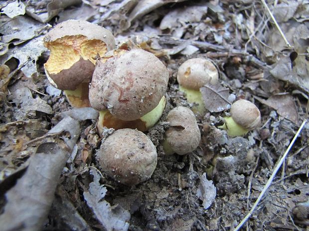 hríb príveskatý Butyriboletus appendiculatus (Schaeff. ex Fr.) Secr.