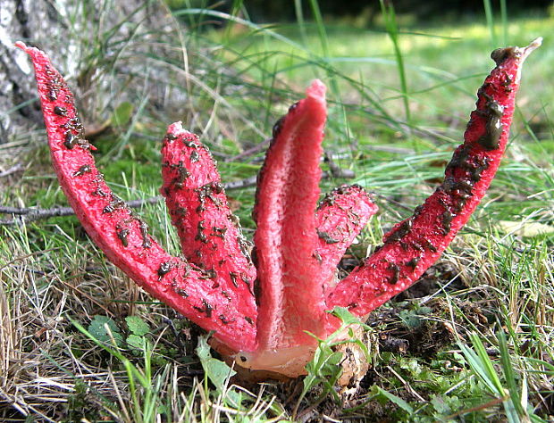 mrežovka kvetovitá Clathrus archeri (Berk.) Dring