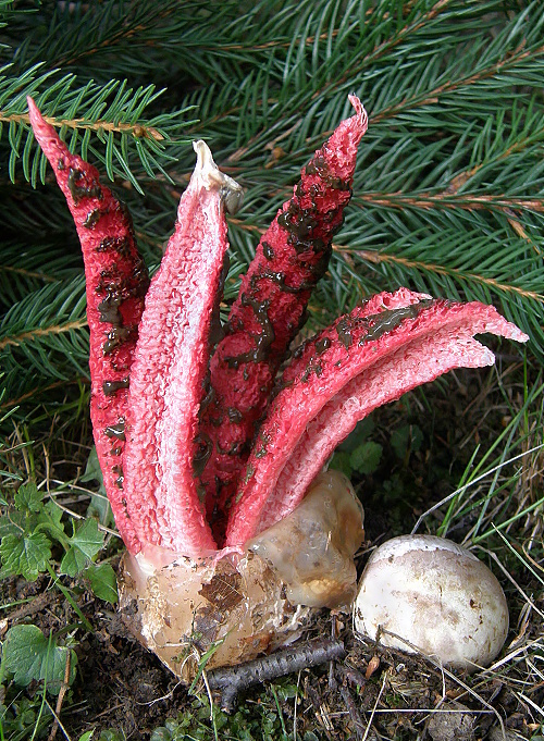 mrežovka kvetovitá Clathrus archeri (Berk.) Dring