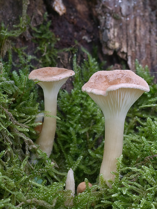 strmuľka lievikovitá Clitocybe gibba (Pers.) P. Kumm.