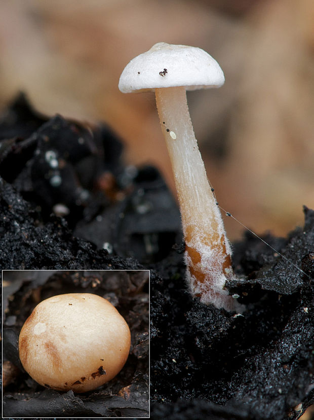 peniazovka hľúzkovitá Collybia tuberosa (Bull.: Fr.) Kumm.