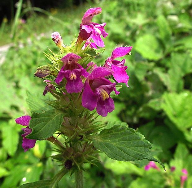 konopnica páperistá Galeopsis pubescens Besser