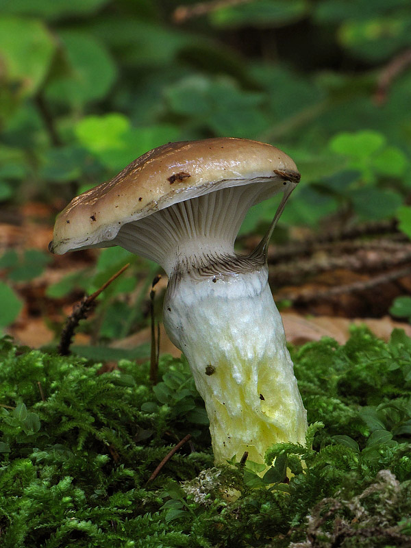 sliziak mazľavý Gomphidius glutinosus (Schaeff.) Fr.