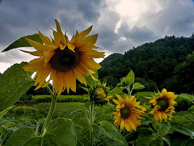 slnečnice Helianthus annuus L.