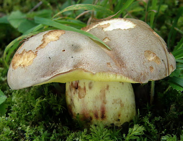 hríb plavý Hemileccinum impolitum (Fr.) Šutara