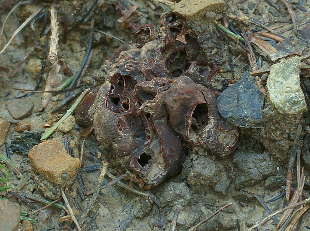 komôrkovka horská Hydnotrya suevica (Soehner) Trappe