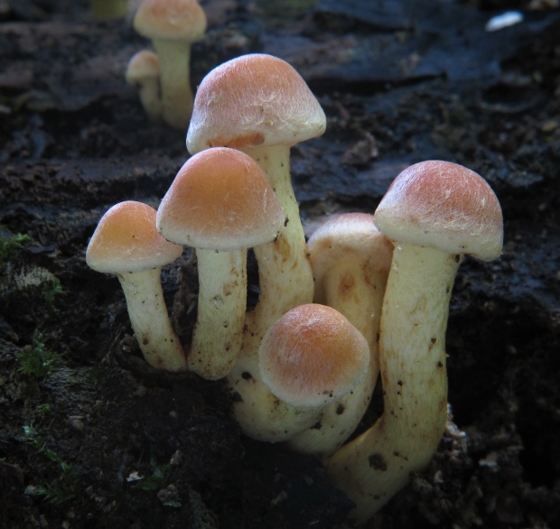 strapcovka Hypholoma sp.