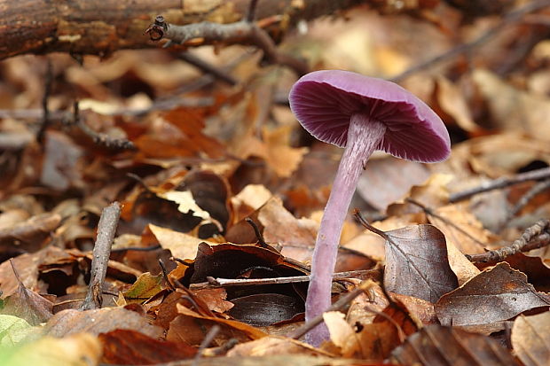 lakovka ametystová Laccaria amethystina (Huds.) Cooke