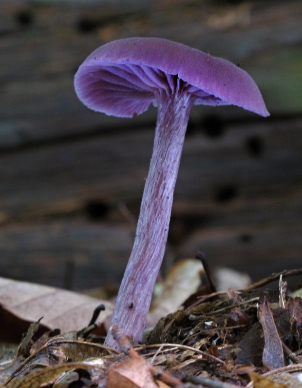 lakovka ametystová Laccaria amethystina (Huds.) Cooke