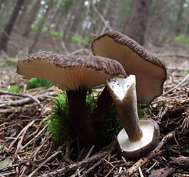 rýdzik čiernozamatový Lactarius lignyotus Fr.