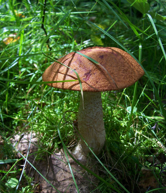 kozák osikový Leccinum albostipitatum den Bakker & Noordel.