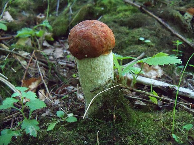 kozák osikový Leccinum albostipitatum den Bakker & Noordel.