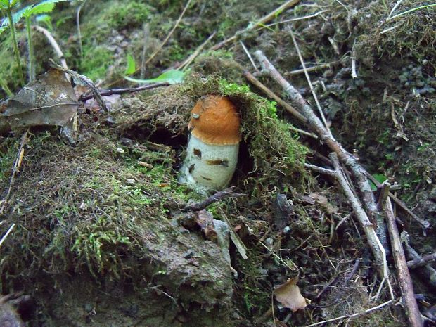 kozák osikový Leccinum albostipitatum den Bakker & Noordel.