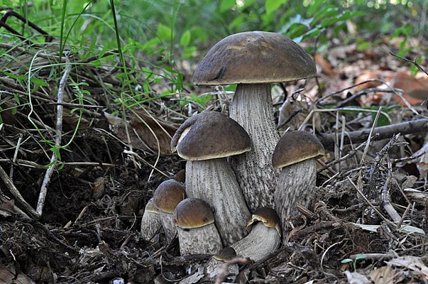 kozák hrabový Leccinum pseudoscabrum (Kallenb.) Šutara