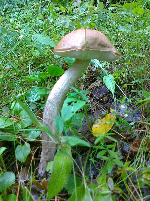 kozák brezový Leccinum scabrum (Bull.) Gray