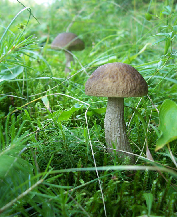 kozák brezový Leccinum scabrum (Bull.) Gray