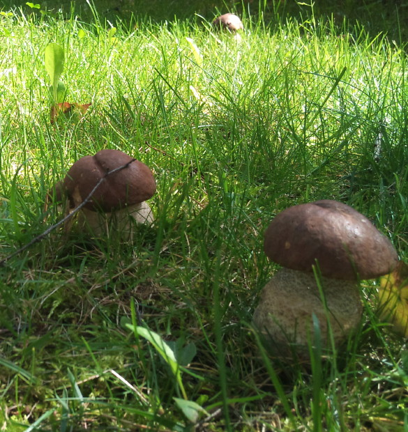 kozák brezový Leccinum scabrum (Bull.) Gray