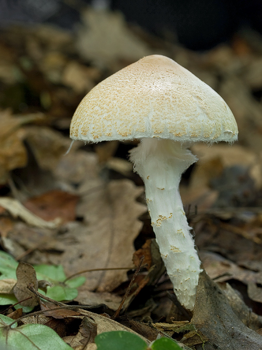 bedlička vlnatá Lepiota clypeolaria (Bull.) P. Kumm.