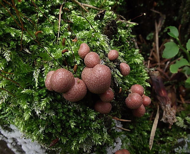 vlčinka červená Lycogala epidendrum (J.C. Buxb. ex L.) Fr.