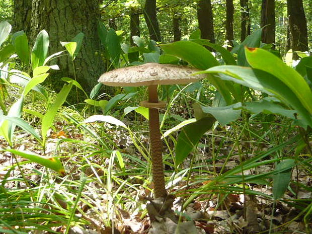 bedľa vysoká Macrolepiota procera (Scop.) Singer