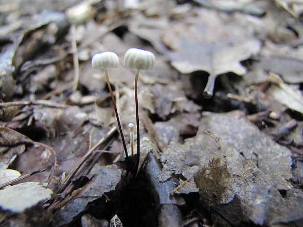 tanečnica golieriková Marasmius rotula (Scop.) Fr.