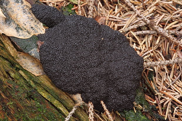 slizovka Myxomycetes