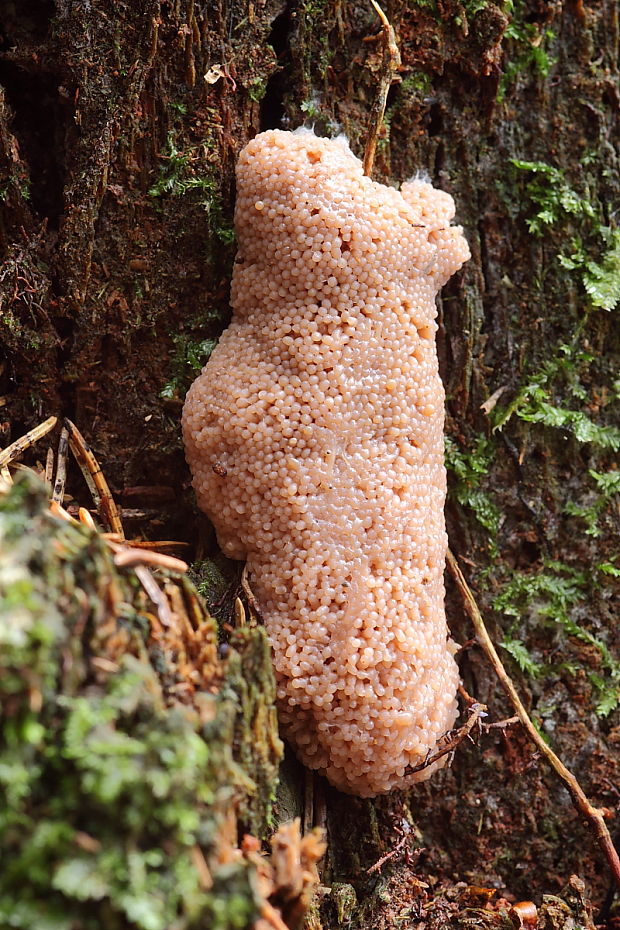 slizovka Myxomycetes