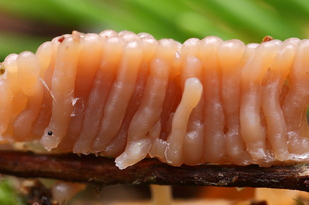 slizovka Myxomycetes