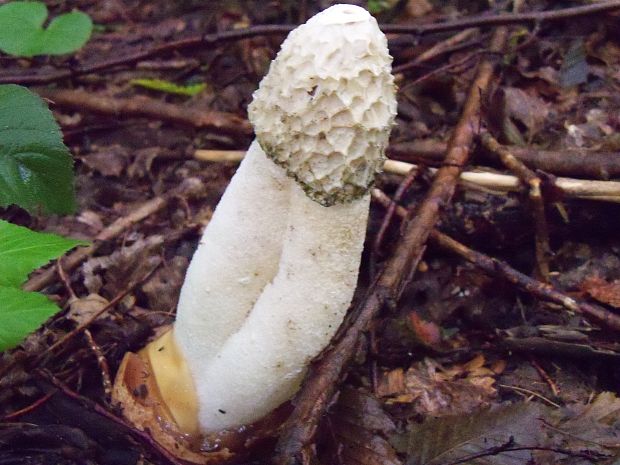 hadovka smradľavá Phallus impudicus L.