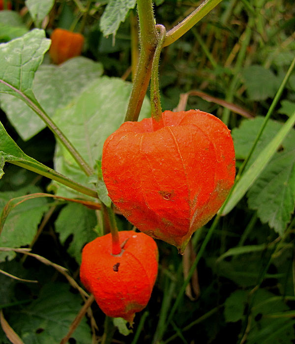 machovka čerešňová Physalis alkekengi L.