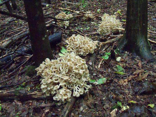 trúdnik klobúčkatý Polyporus umbellatus (Pers.) Fr.