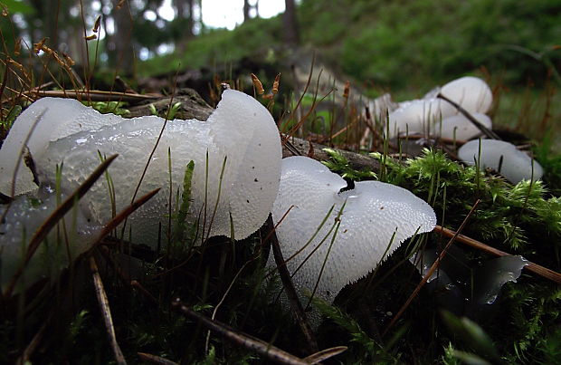 pajelenka želatínová Pseudohydnum gelatinosum (Scop.) P. Karst.