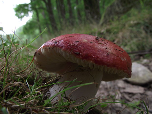 plávka Russula sp.