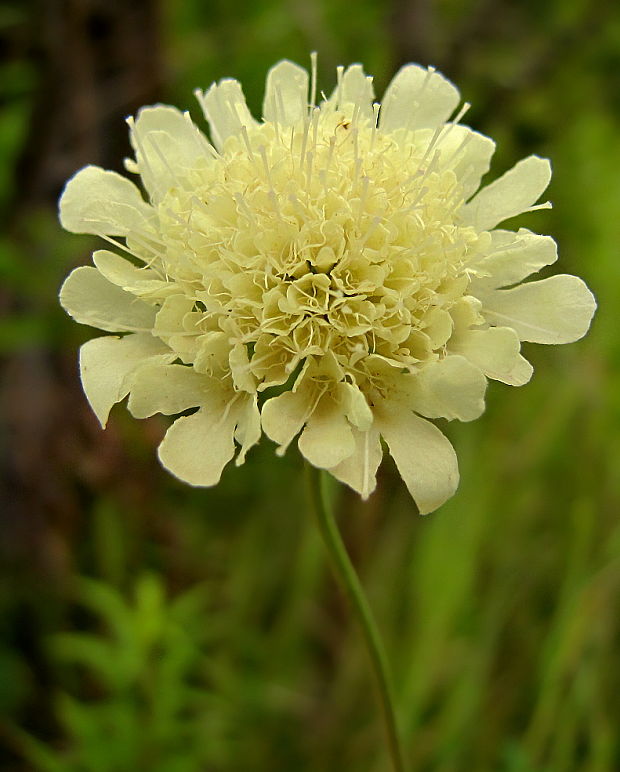 hlaváč žltkastý Scabiosa ochroleuca L.