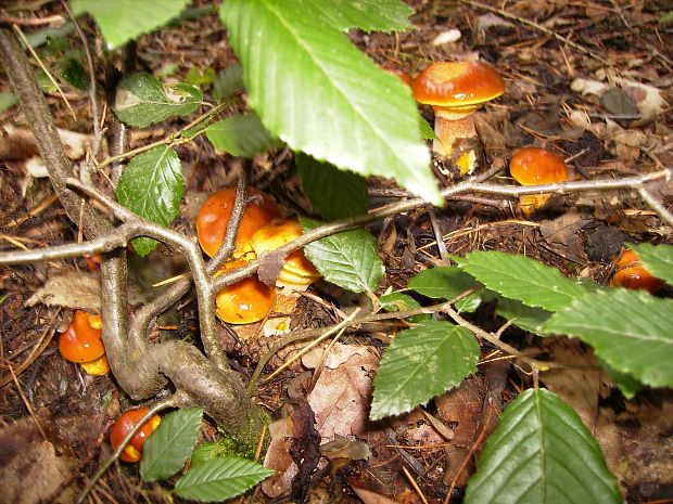 masliak smrekovcový Suillus grevillei (Klotzsch) Singer