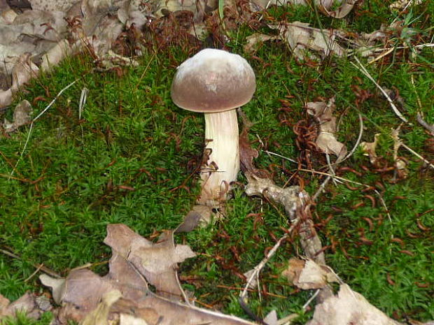 Suchohríb Xerocomus sp.