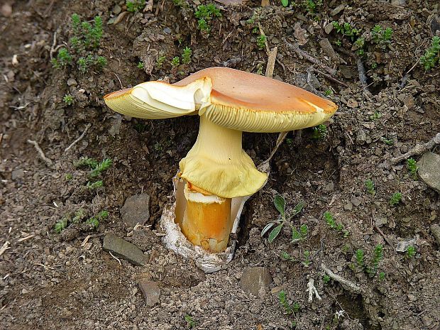 muchotrávka cisárska Amanita caesarea (Scop.) Pers.