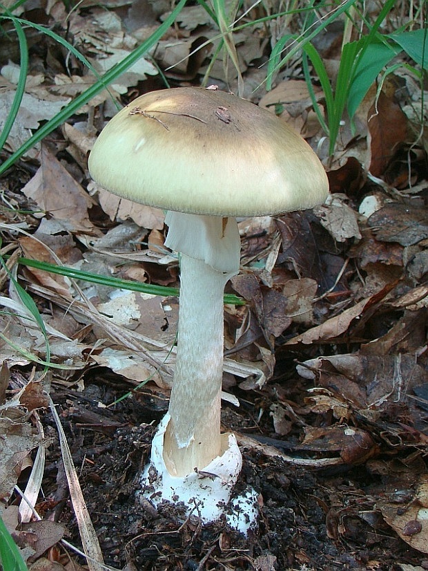 muchotrávka zelená Amanita phalloides (Vaill. ex Fr.) Link