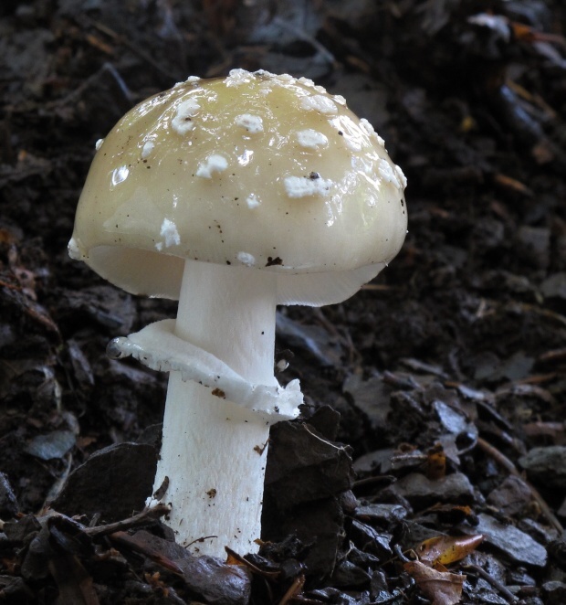 muchotrávka Amanita sp.