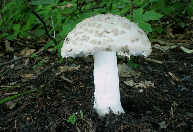 muchotrávka šiškovitá Amanita strobiliformis Gonn. & Rabenh.