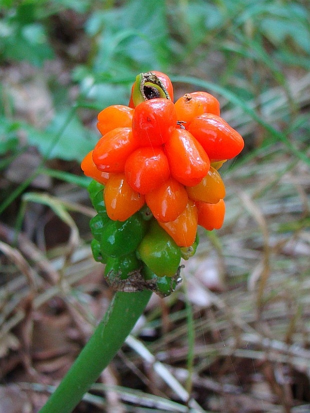 áron alpský Arum alpinum Schott et Kotschy