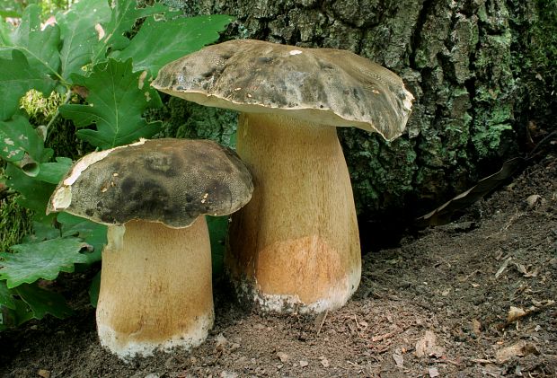 hríb bronzový Boletus aereus Bull. ex Fr.