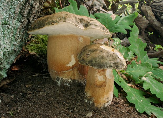 hríb bronzový Boletus aereus Bull. ex Fr.