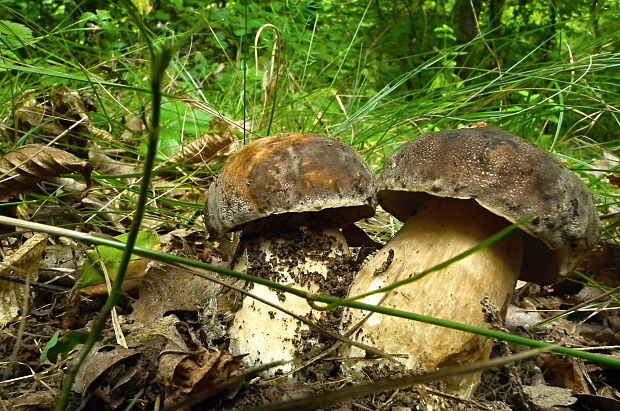 hríb bronzový Boletus aereus Bull. ex Fr.