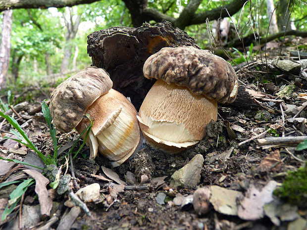 hríb bronzový Boletus aereus Bull. ex Fr.