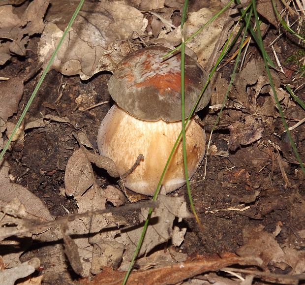 hríb bronzový Boletus aereus Bull. ex Fr.