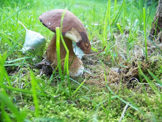 hríb smrekový Boletus edulis Bull.